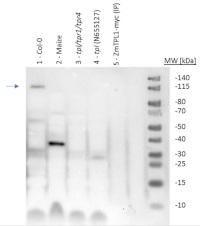 TPL | Transcription factor TOPLESS (rabbit antibody) in the group Antibodies Plant/Algal  / DNA/RNA/Cell Cycle / Transcription regulation at Agrisera AB (Antibodies for research) (AS16 3207)